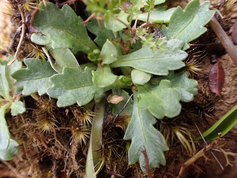 Brachyscome radicata photo 2