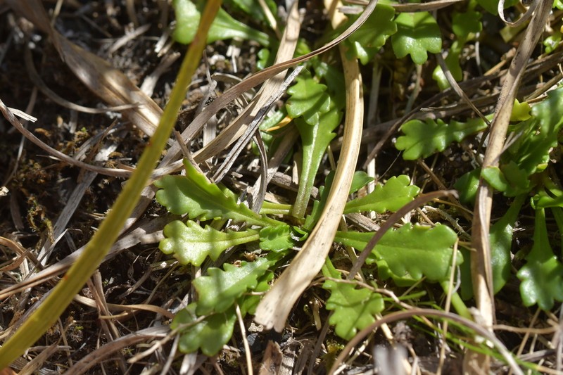 Brachyscome radicata photo 3