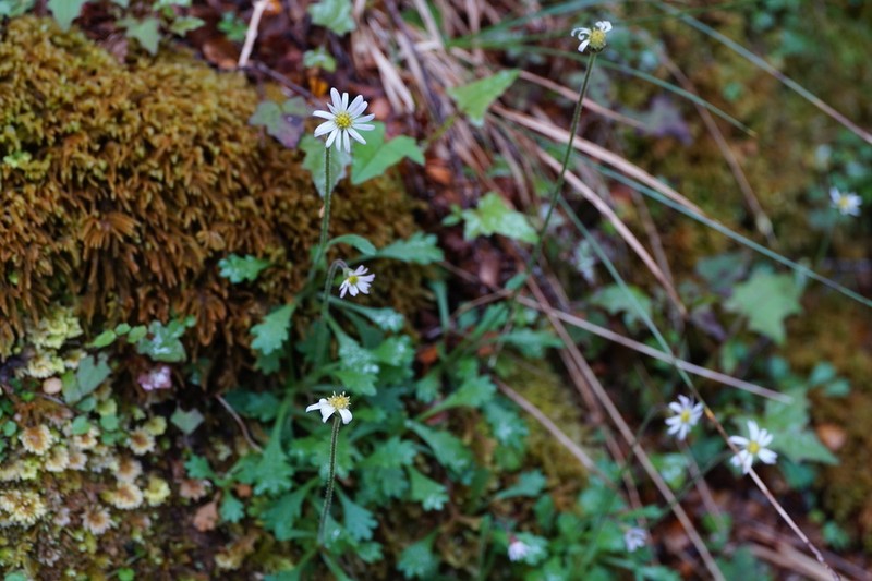 Brachyscome radicata photo 7