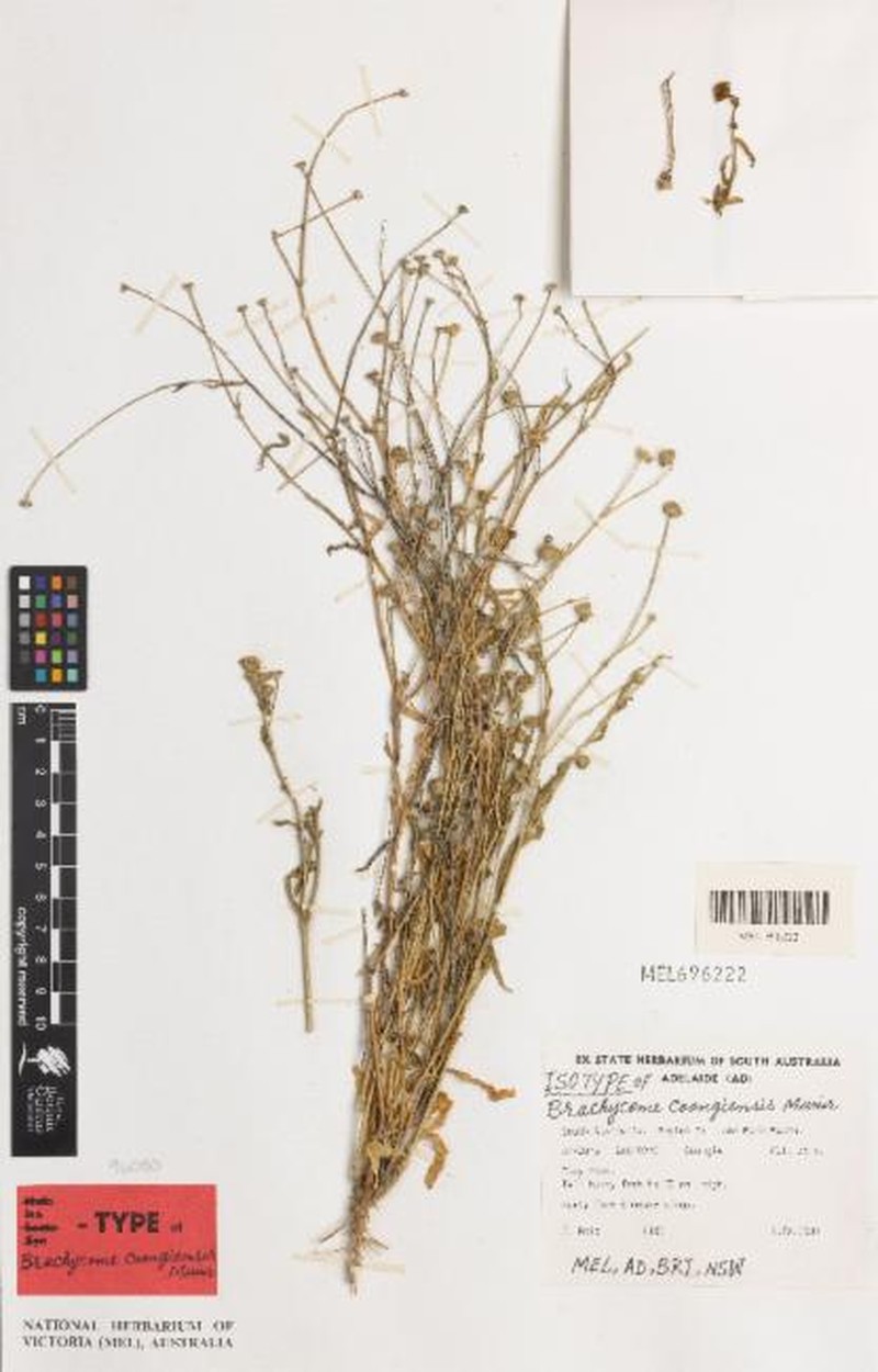 Brachyscome rara
