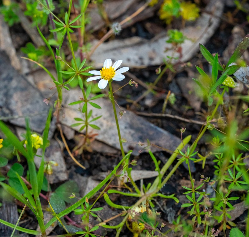 Brachyscome readeri