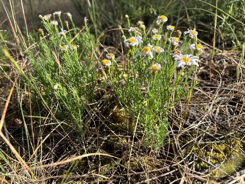 Brachyscome readeri photo 2