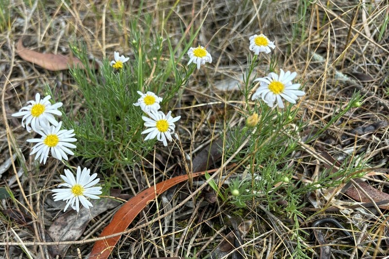 Brachyscome readeri photo 3