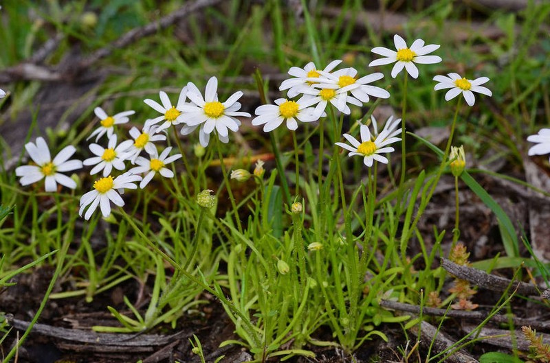 Brachyscome readeri photo 4