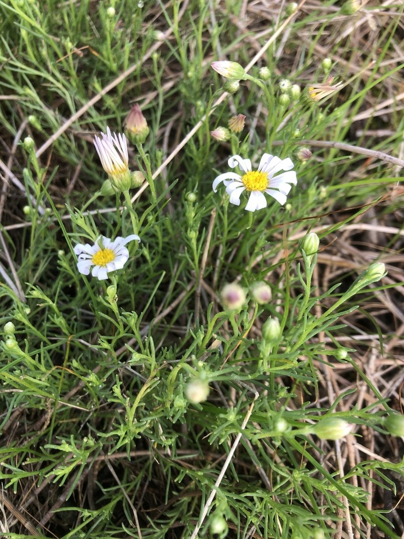 Brachyscome readeri photo 6