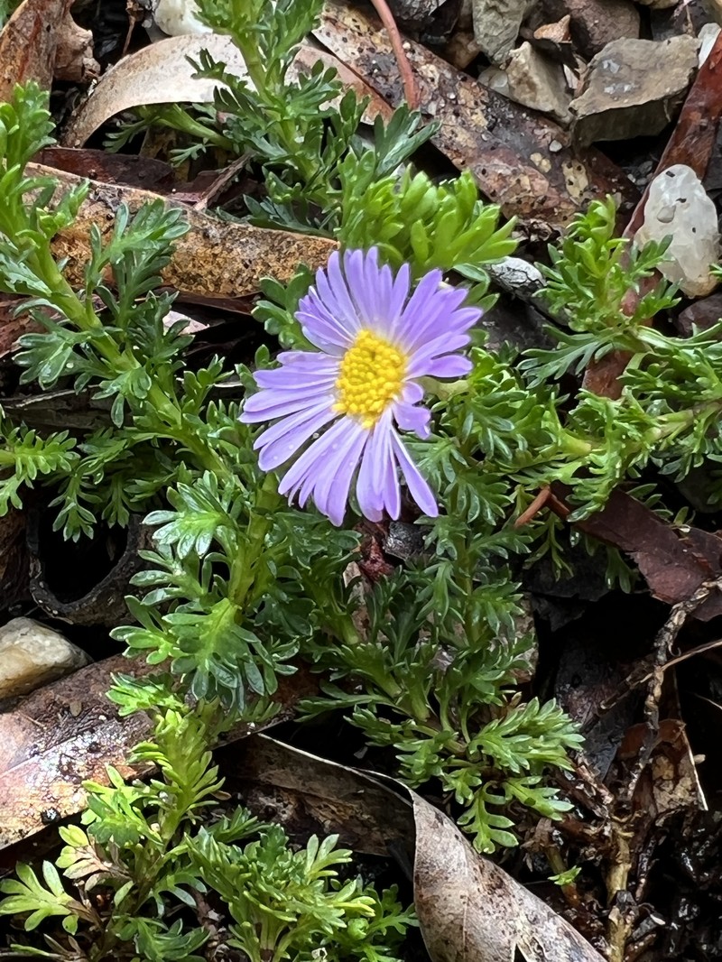 Brachyscome rigidula