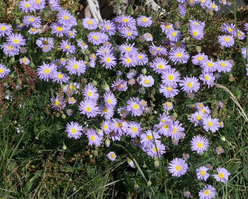 Brachyscome rigidula photo 2