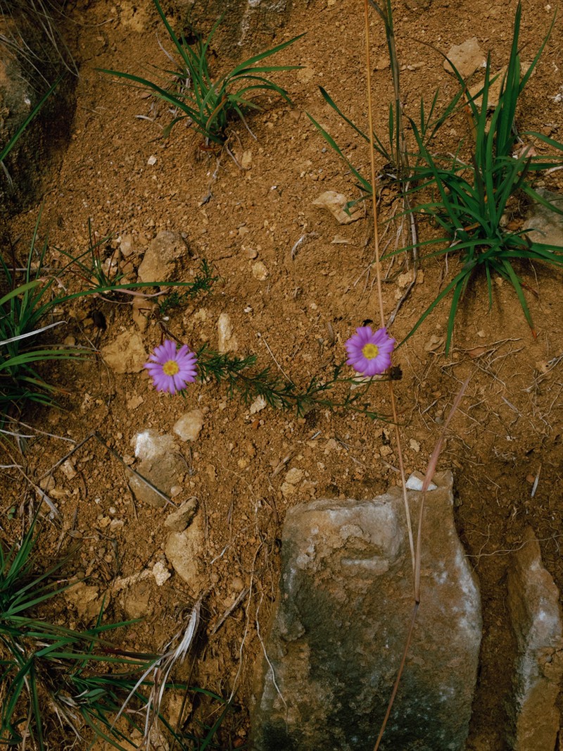 Brachyscome rigidula photo 3