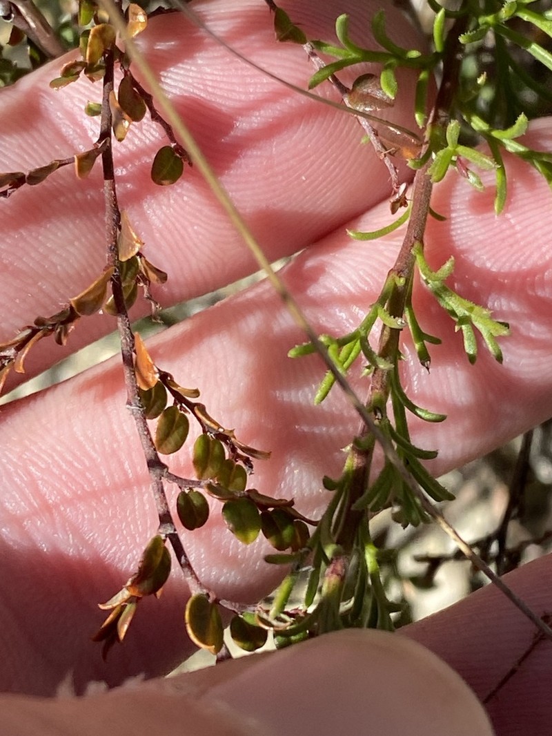 Brachyscome rigidula photo 4