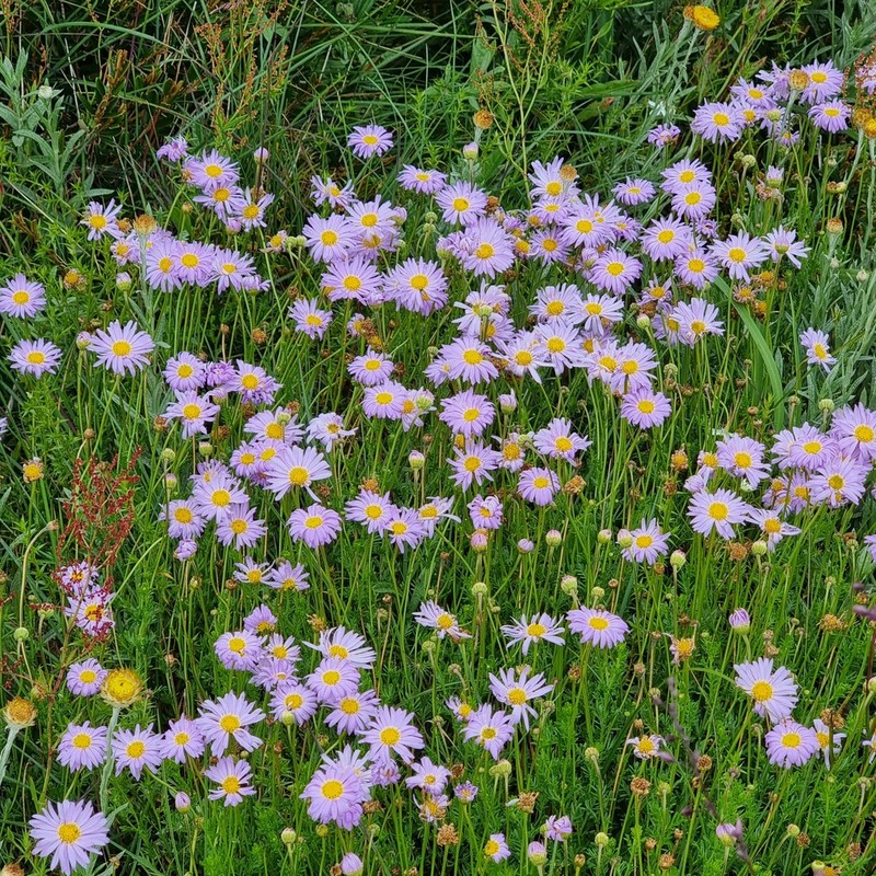 Brachyscome rigidula photo 5