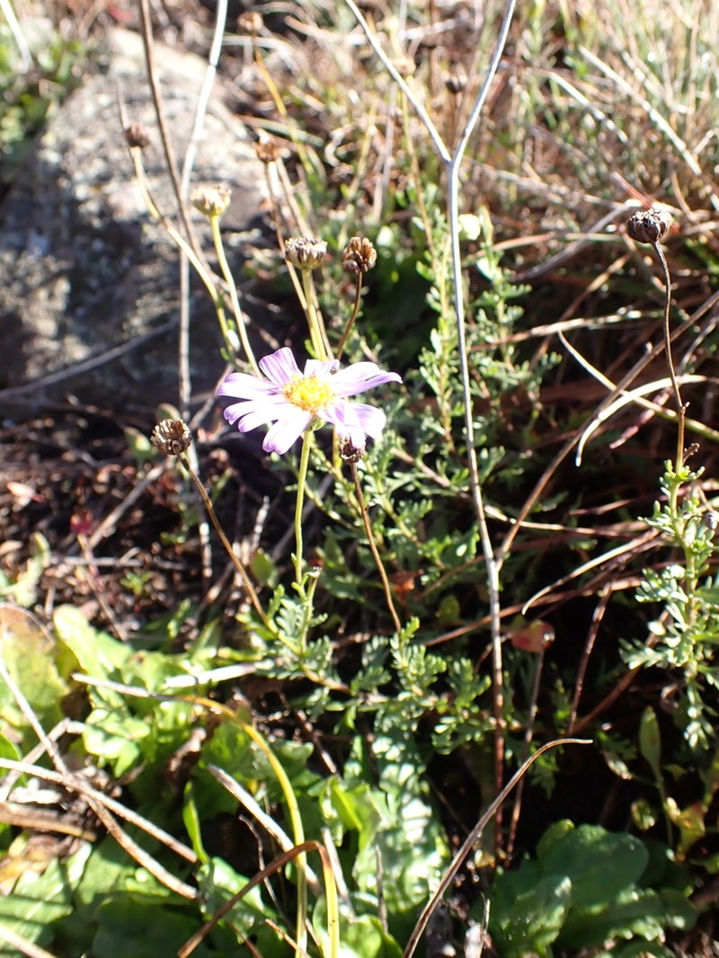Brachyscome rigidula photo 6