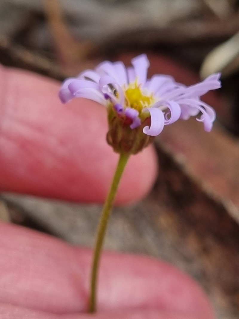 Brachyscome rigidula photo 7