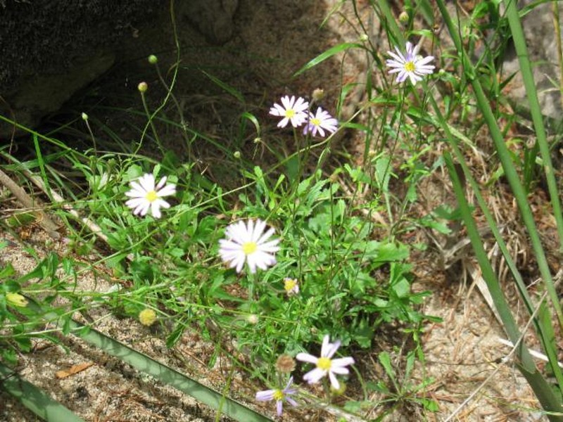 Brachyscome riparia