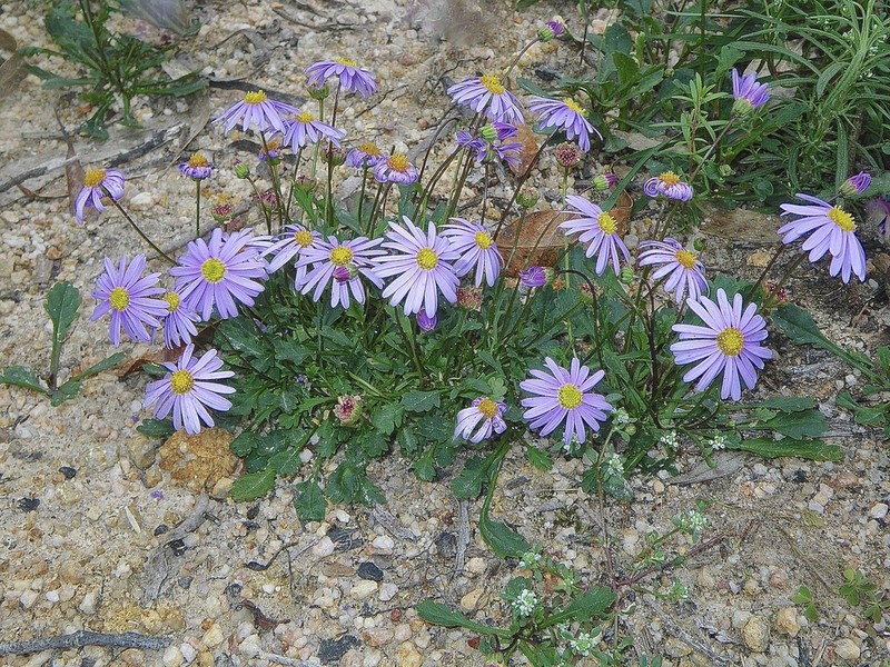 Brachyscome salkiniae