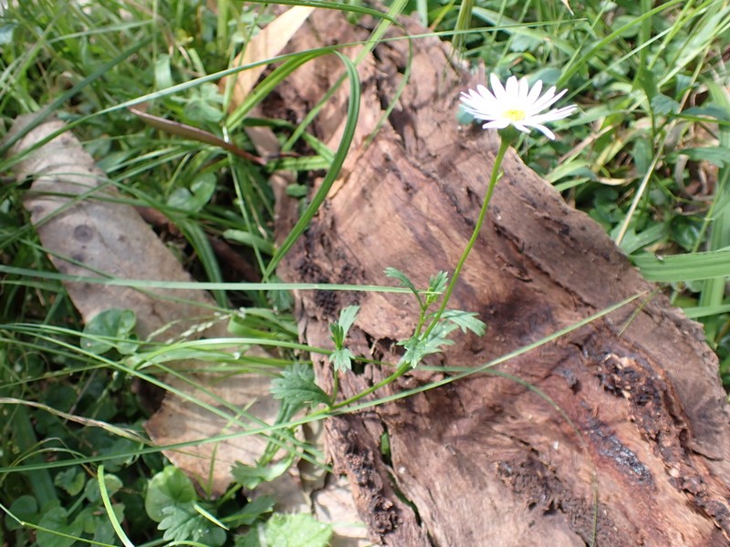 Brachyscome salkiniae photo 2