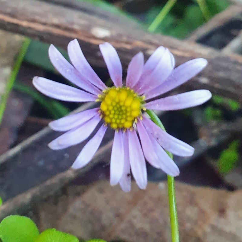 Brachyscome salkiniae photo 3