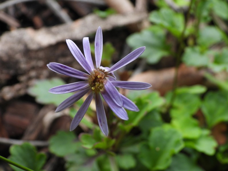 Brachyscome salkiniae photo 4