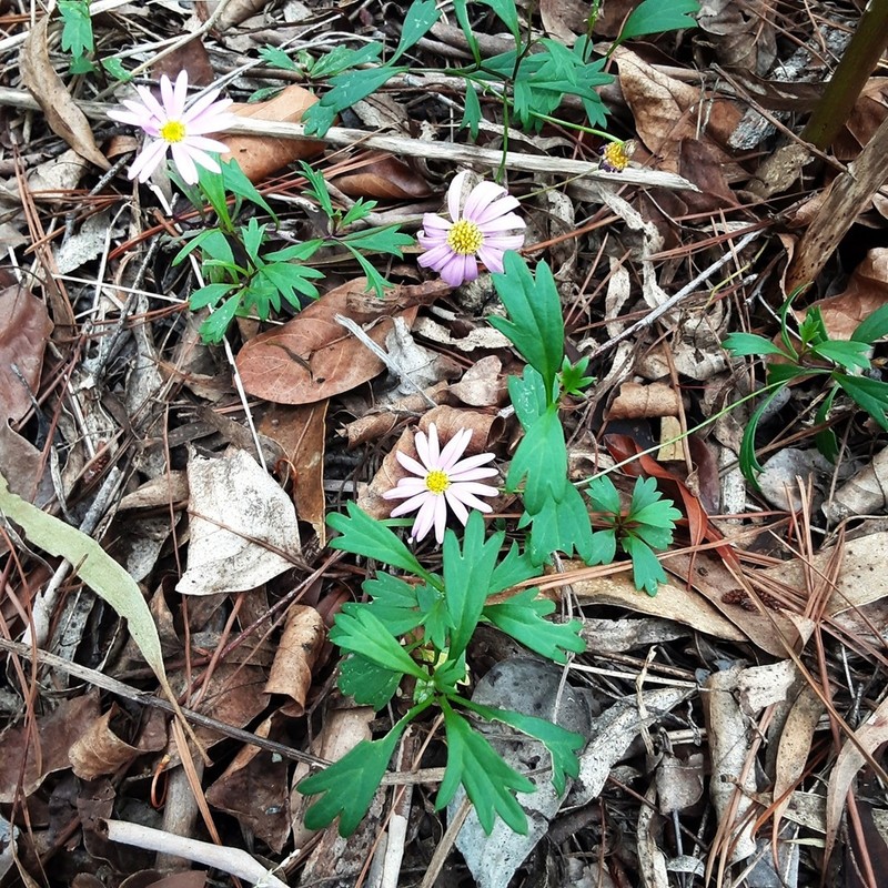 Brachyscome salkiniae photo 5