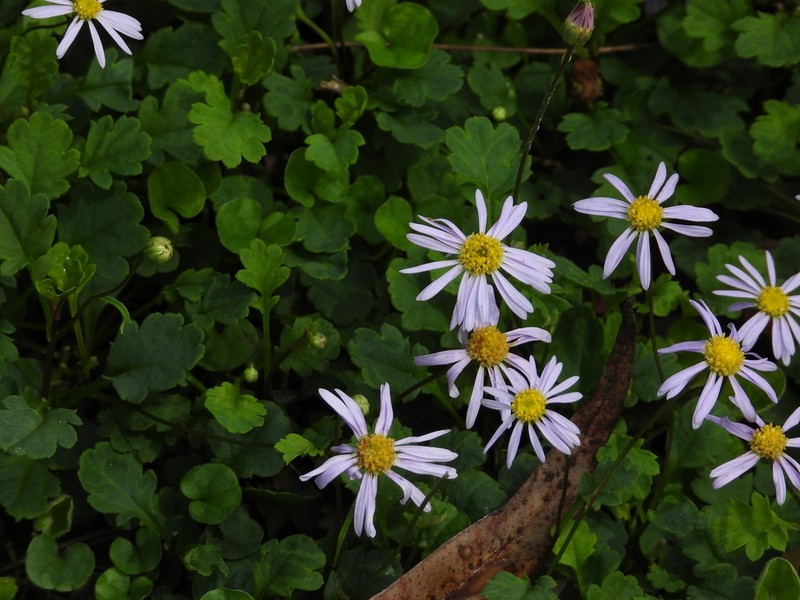 Brachyscome salkiniae photo 6