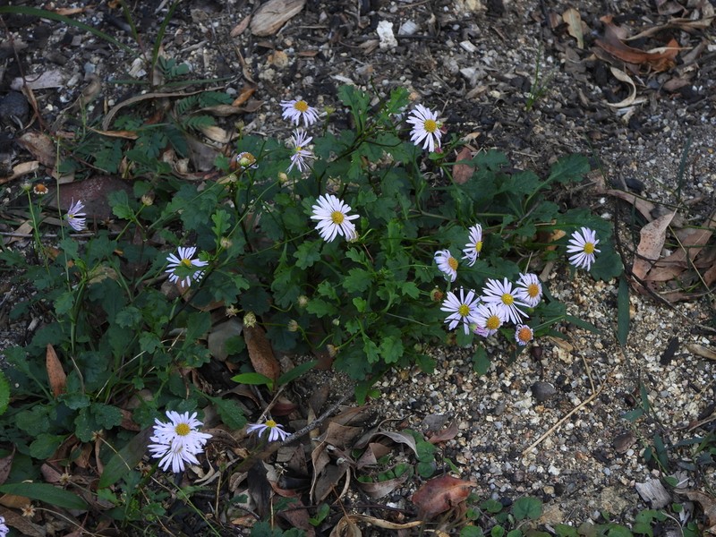 Brachyscome salkiniae photo 7