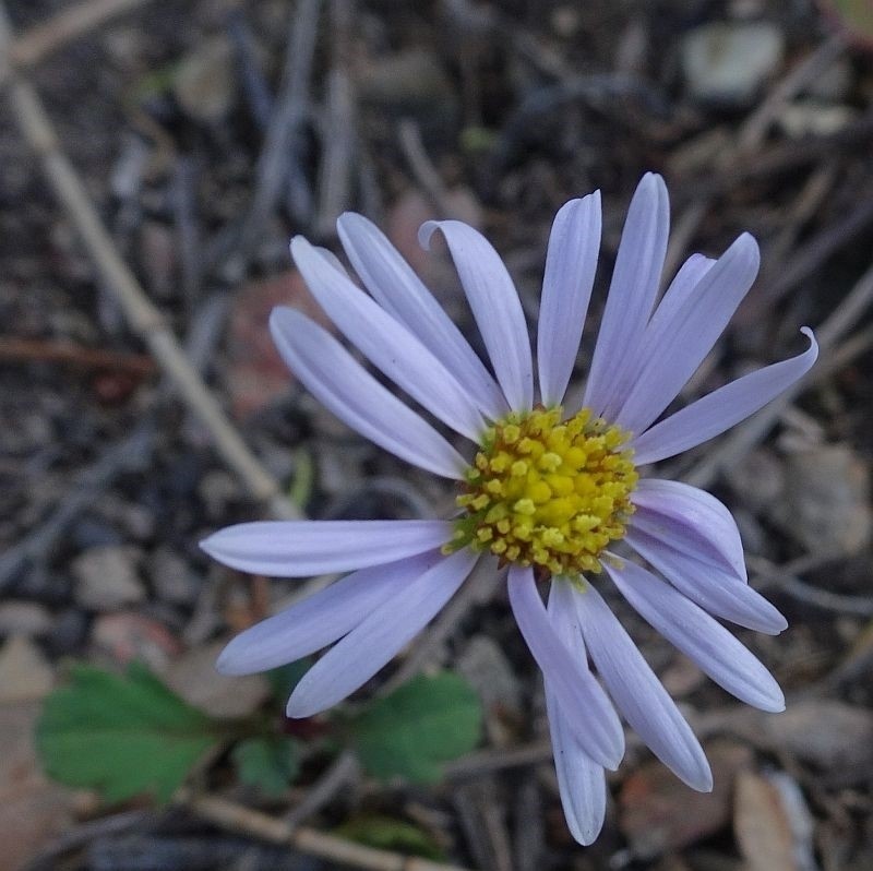 Brachyscome salkiniae photo 8