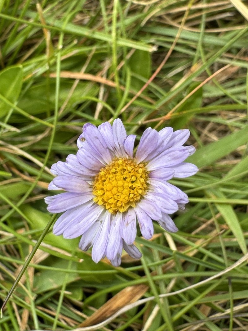 Brachyscome scapigera photo 2