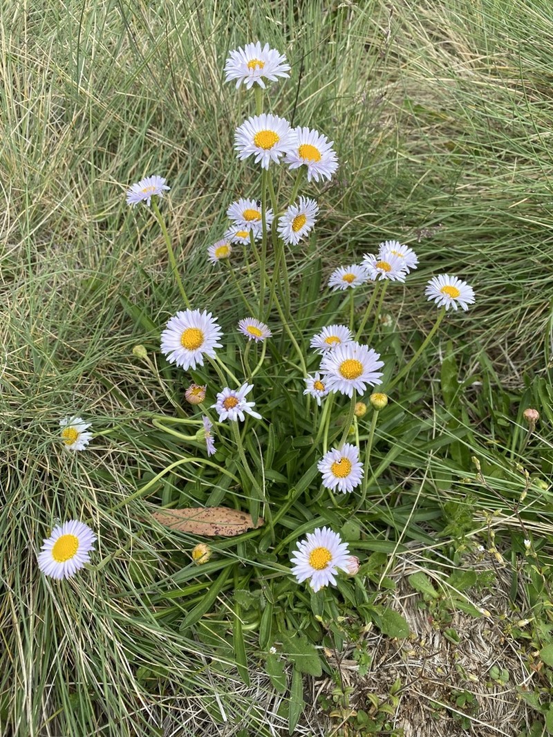 Brachyscome scapigera photo 3