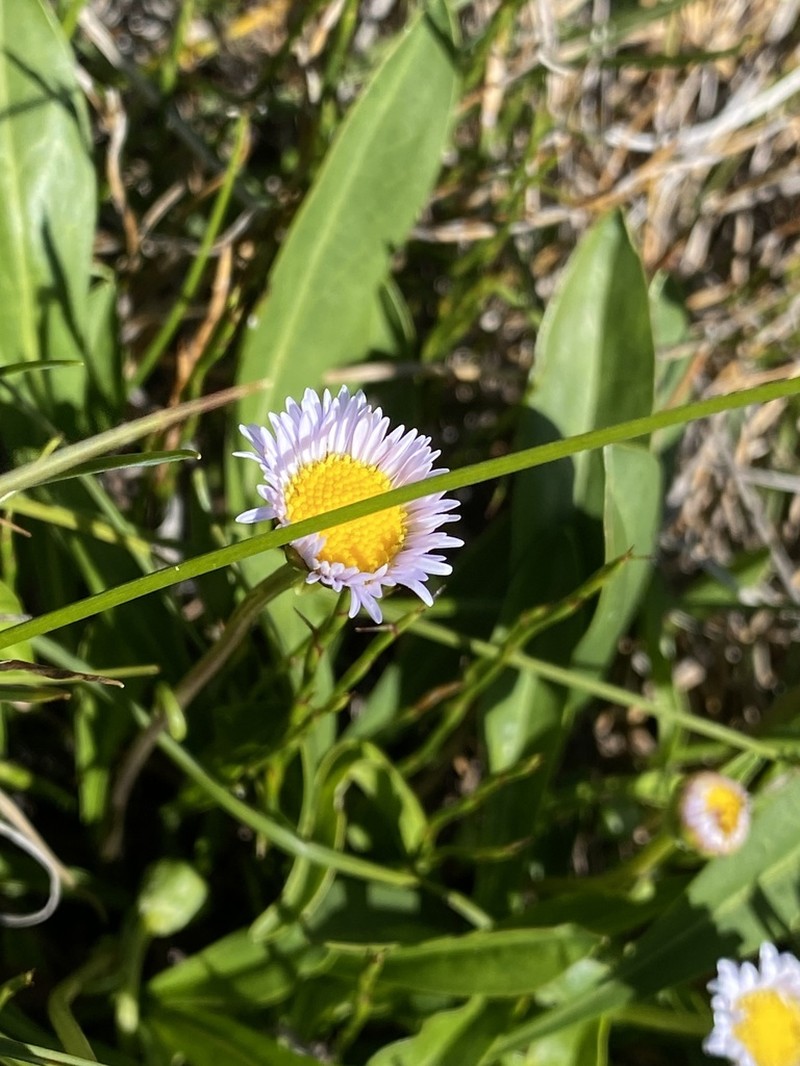 Brachyscome scapigera photo 4