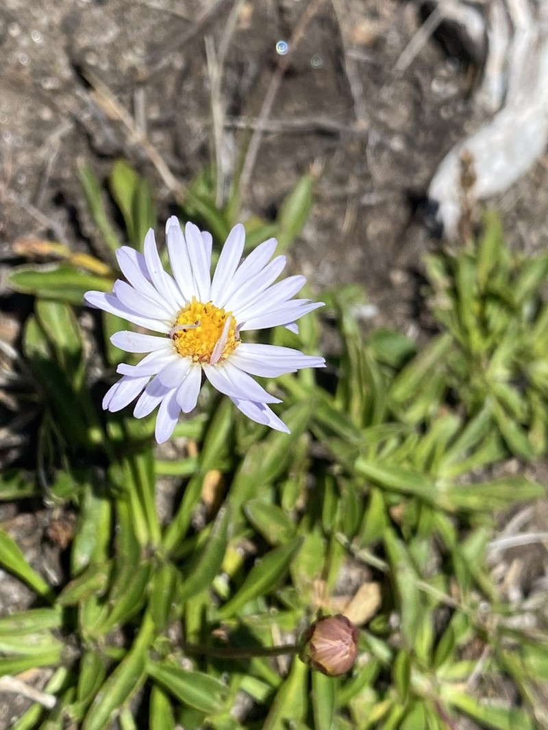 Brachyscome scapigera photo 5