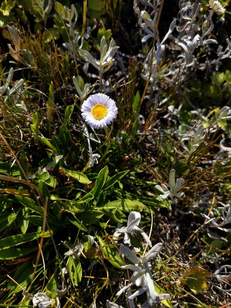 Brachyscome scapigera photo 6