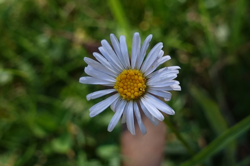 Brachyscome scapigera photo 7