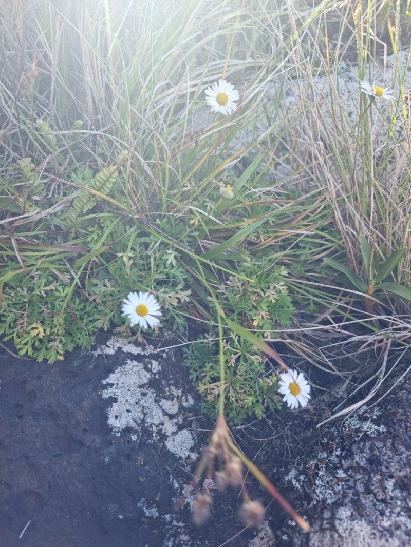 Brachyscome segmentosa photo 2