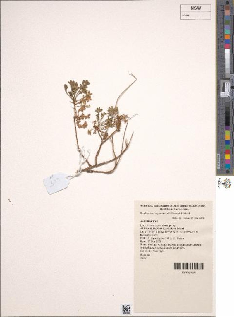 Brachyscome segmentosa photo 6