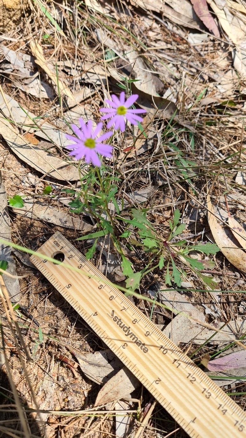 Brachyscome sieberi
