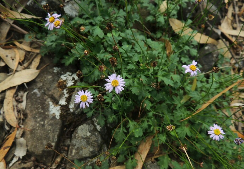 Brachyscome sieberi photo 2