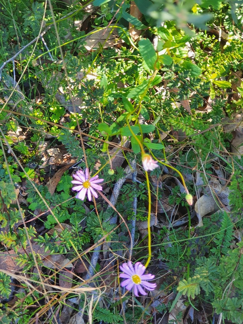 Brachyscome sieberi photo 3