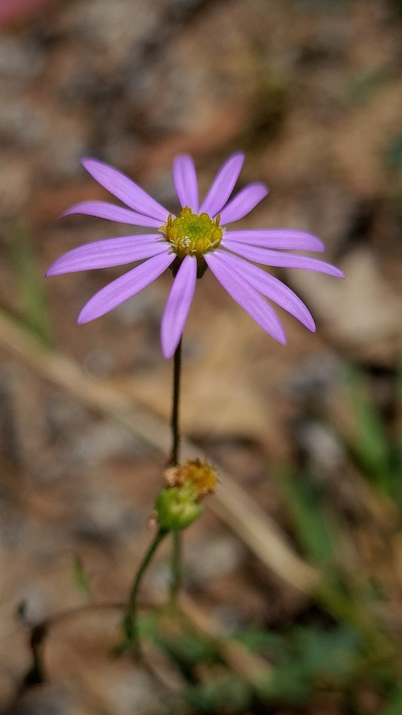 Brachyscome sieberi photo 4