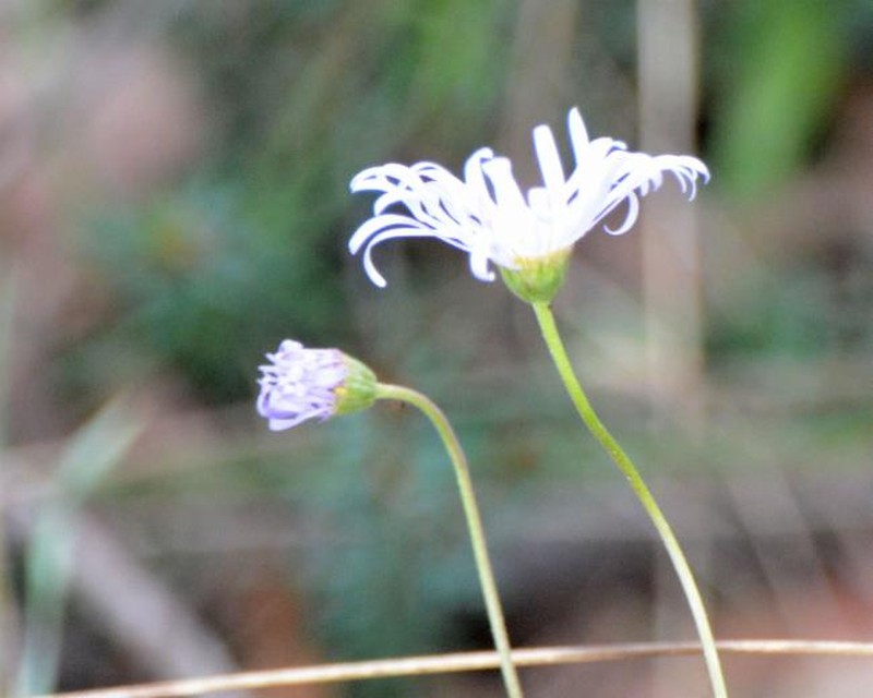 Brachyscome sieberi photo 5