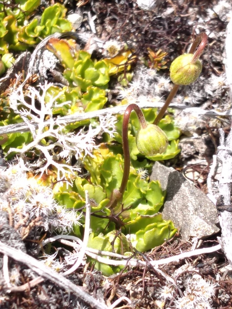 Brachyscome sinclairii