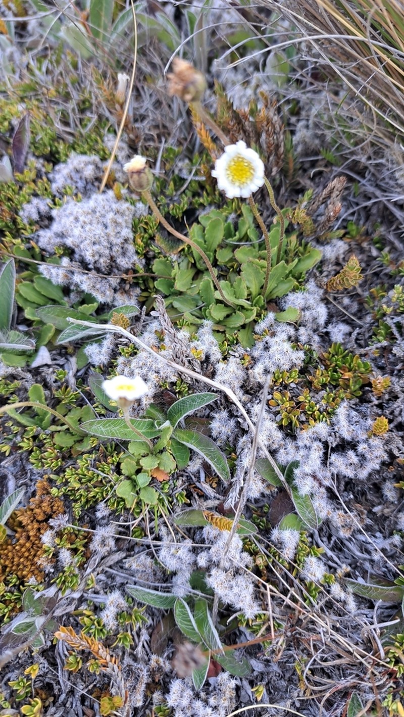 Brachyscome sinclairii photo 2
