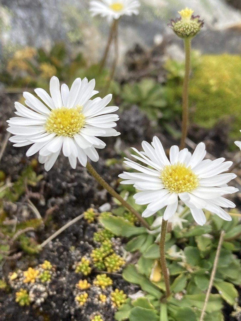 Brachyscome sinclairii photo 3