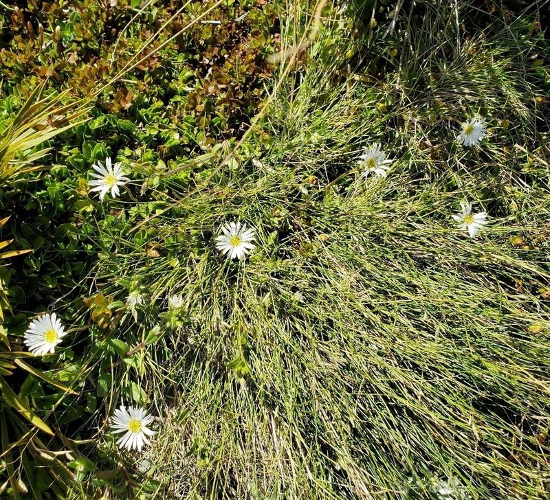 Brachyscome sinclairii photo 4