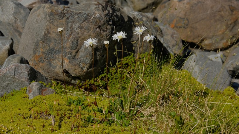 Brachyscome sinclairii photo 5