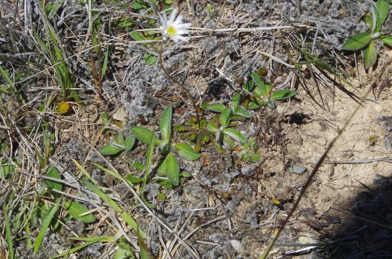 Brachyscome sinclairii photo 6