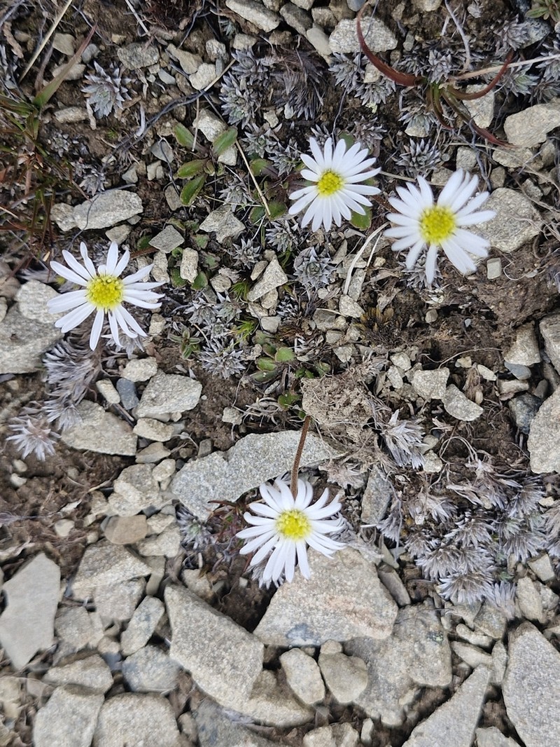 Brachyscome sinclairii photo 7