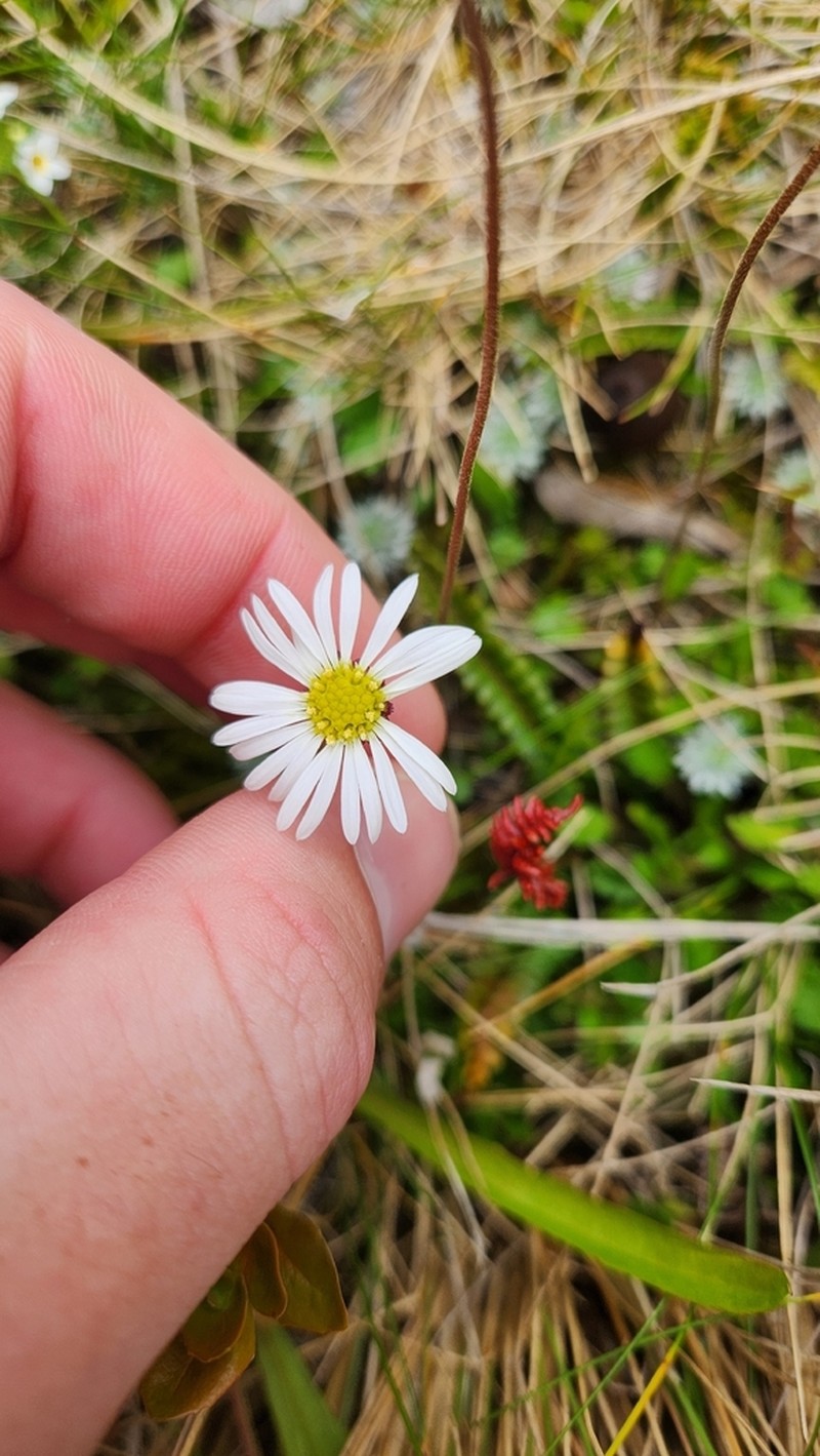 Brachyscome sinclairii photo 8