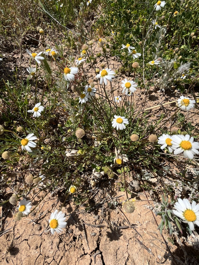 Brachyscome smithwhitei photo 2