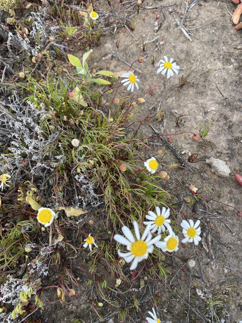 Brachyscome smithwhitei photo 4