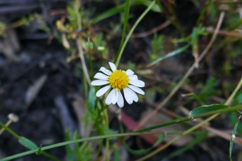Brachyscome smithwhitei photo 5