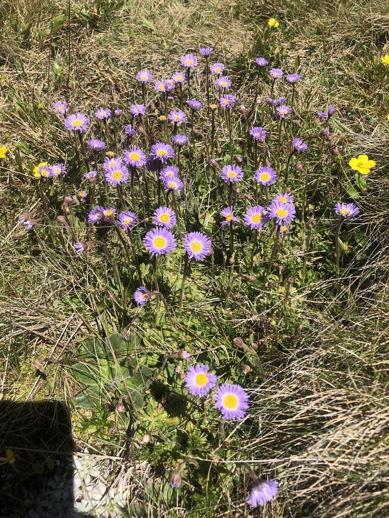 Brachyscome spathulata photo 2